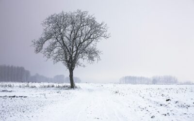 Das brache Feld